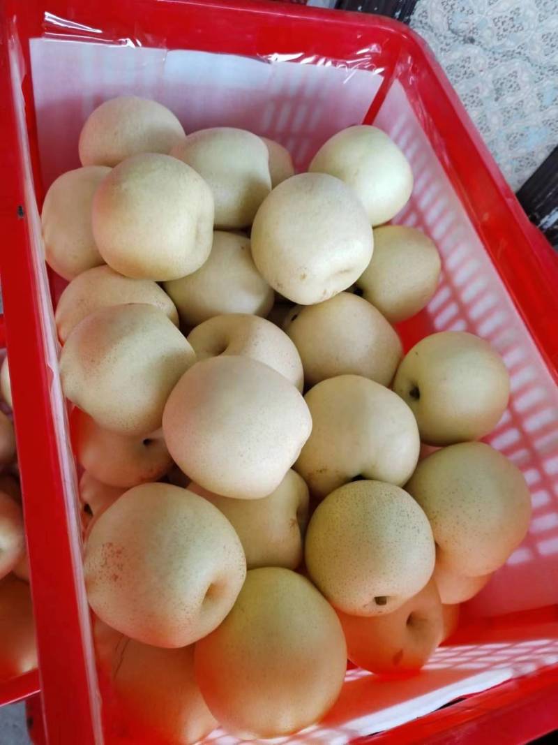 【人气】安徽宿州砀山白黄冠梨皮薄核小水分足甜度高入口化渣
