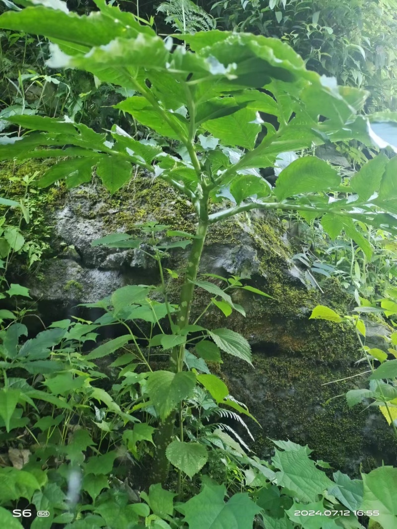 板蓝根产地直发，纯野生的现挖现卖。有需要的老板速度下单咯