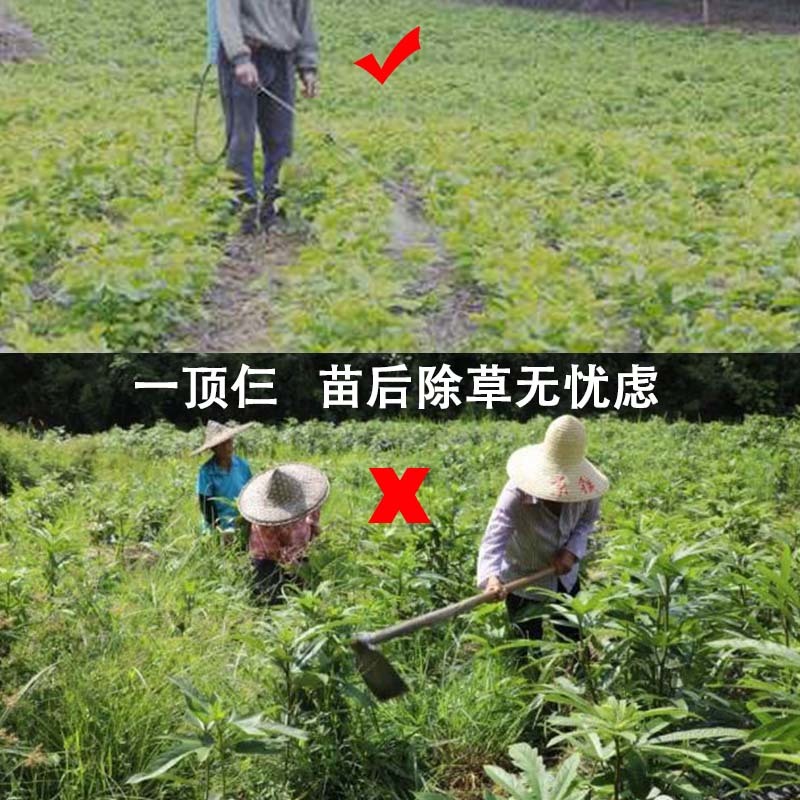 五指毛桃除草剂苗后灭草药禾阔莎香附子芋仔草日本草精喹禾灵