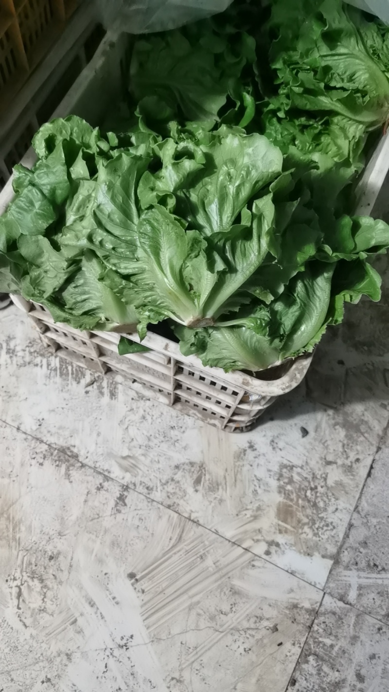 运城意大利生菜透明交易实力供货欢迎电联