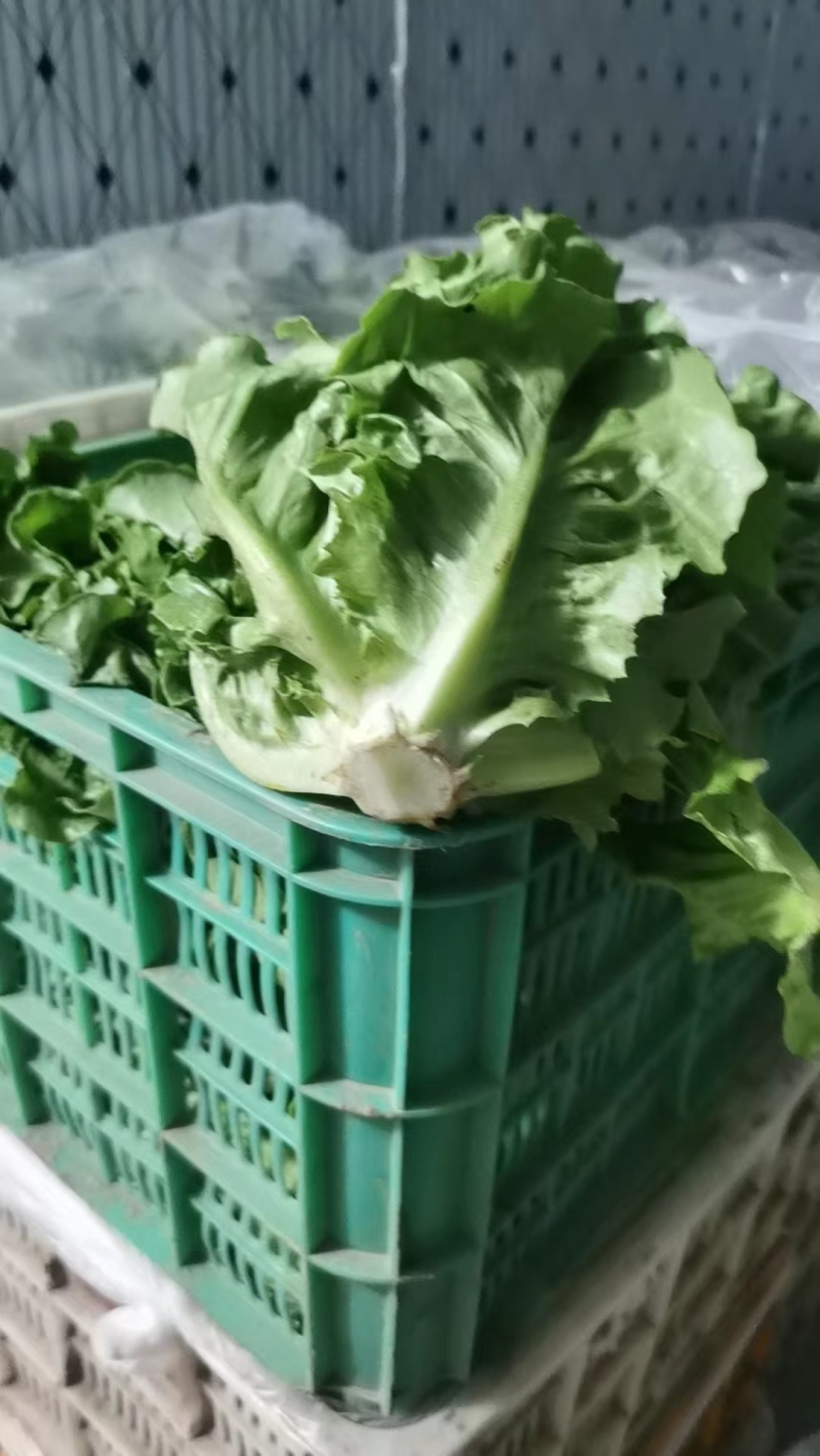 运城意大利生菜透明交易实力供货欢迎电联