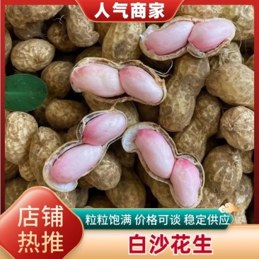 河南开封大白沙花生新货带壳鲜花生手，果实饱满，全国供应