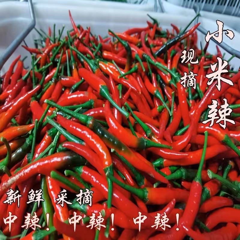 云南精品红辣椒量大价优供货稳定量大价优欢迎老板致电