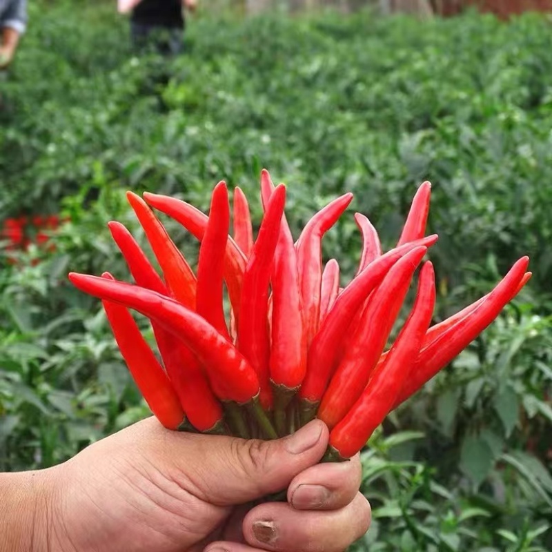 云南精品红辣椒量大价优供货稳定量大价优欢迎老板致电