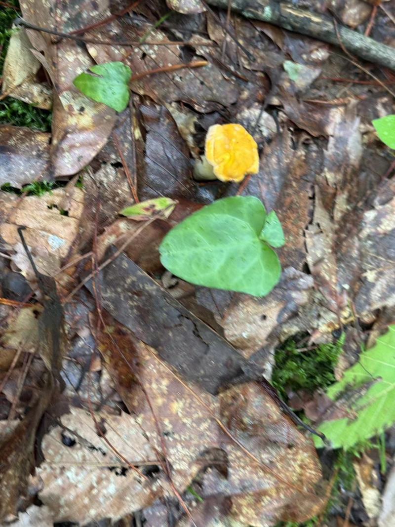 大山深处的美味鸡油菌品质保证，量大从优，欢迎咨询