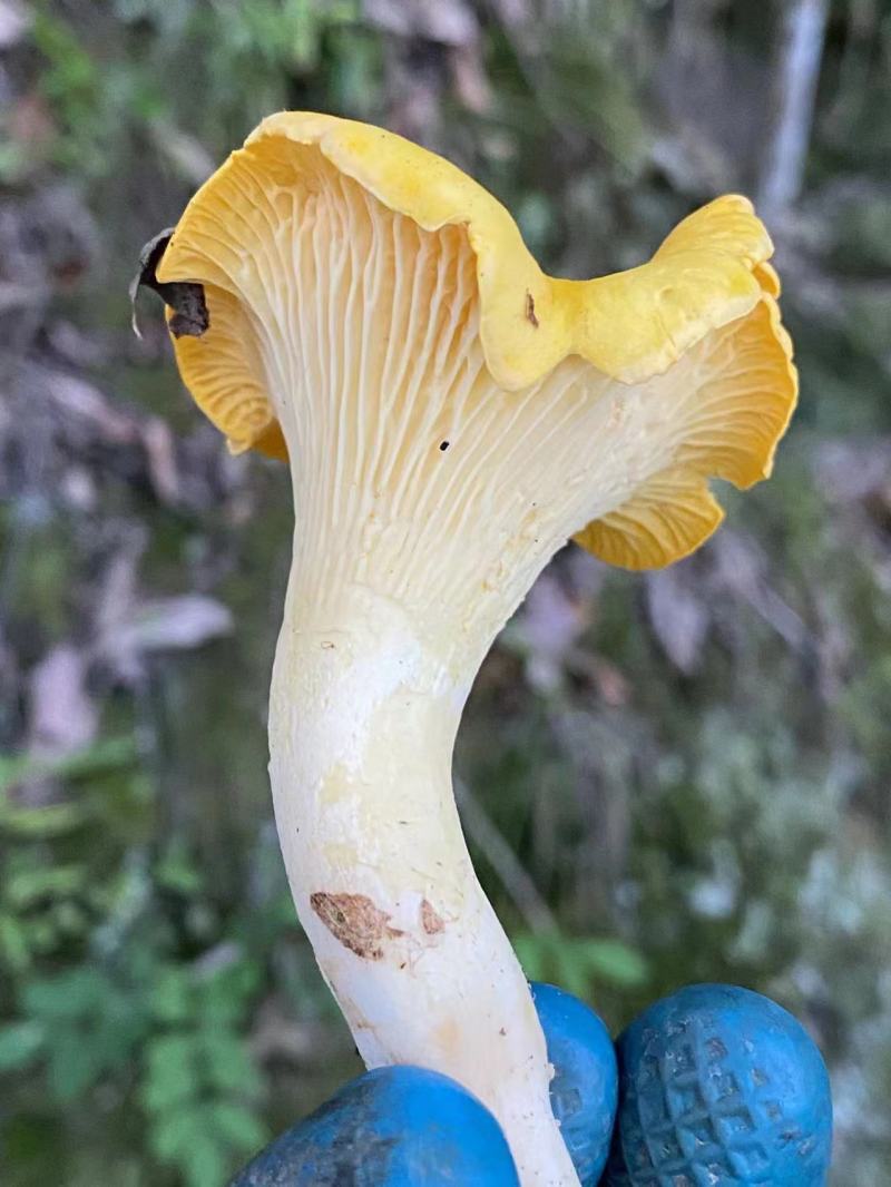 大山深处的美味鸡油菌品质保证，量大从优，欢迎咨询