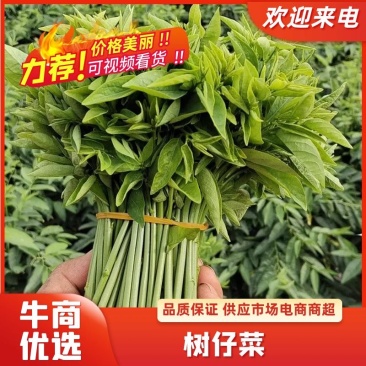 树仔菜，精品树仔菜，广西野菜品质保证量大从优欢迎咨询