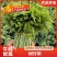 树仔菜，精品树仔菜，广西野菜品质保证量大从优欢迎咨询