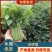树仔菜枝精品树仔菜，广西野菜品质保证量大从优欢迎咨询