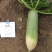 大青萝卜种子青皮绿肉皮面光滑生食甜脆