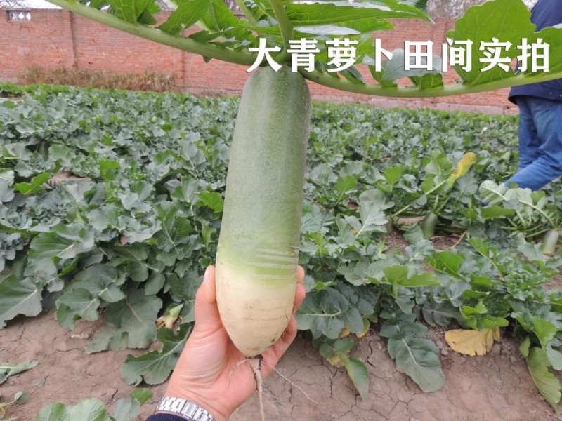 大青萝卜种子青皮绿肉皮面光滑生食甜脆