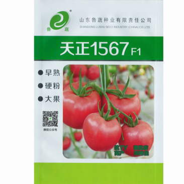 番茄种子天正1567大果硬粉抗TY早熟无青肩耐裂果西红柿