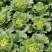 翠青八号青麻叶大白菜种子球叶浅绿球心叶淡黄叶球直筒