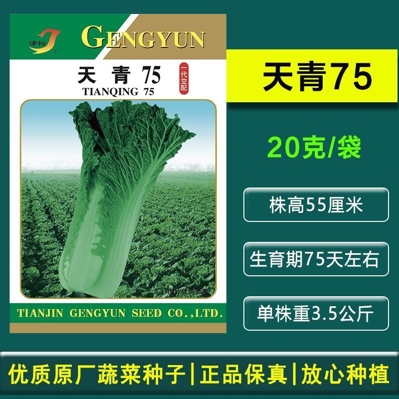 天青75青麻叶大白菜种子高桩直筒叶色深绿球顶花心