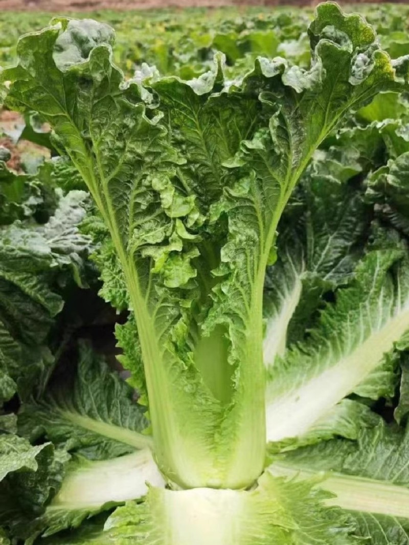 天青75青麻叶大白菜种子高桩直筒叶色深绿球顶花心