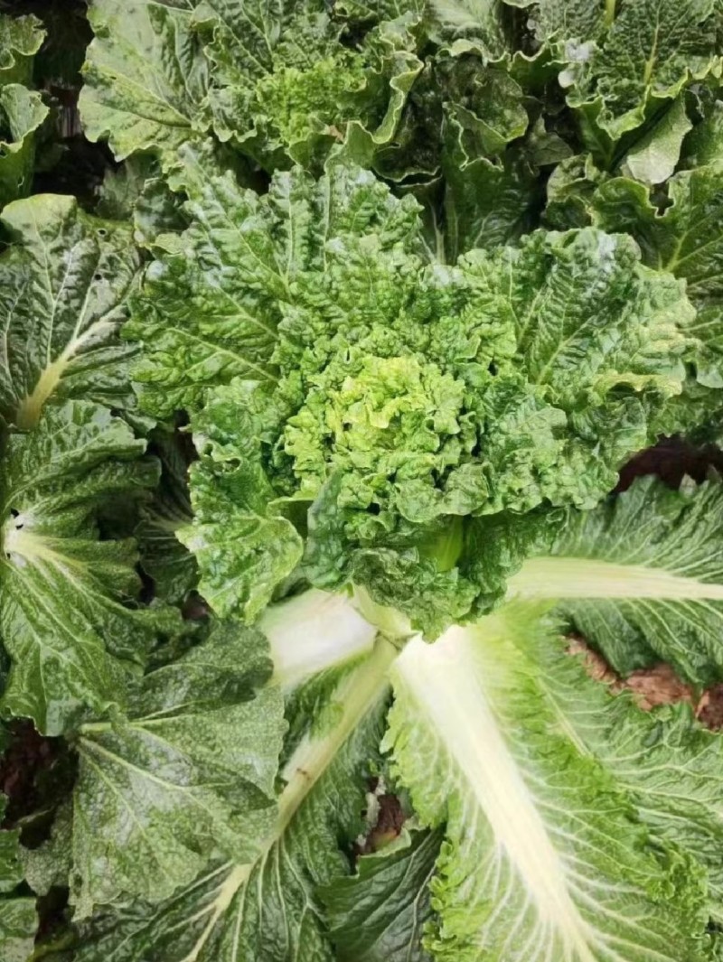 天青75青麻叶大白菜种子高桩直筒叶色深绿球顶花心