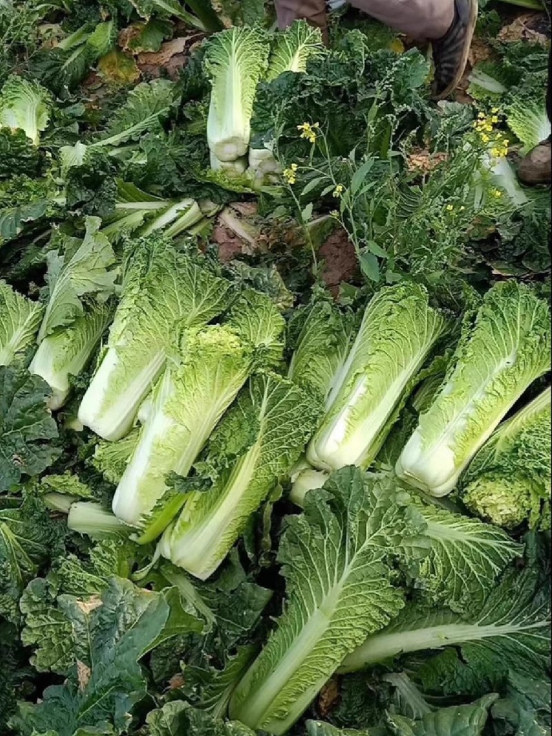 天青75青麻叶大白菜种子高桩直筒叶色深绿球顶花心