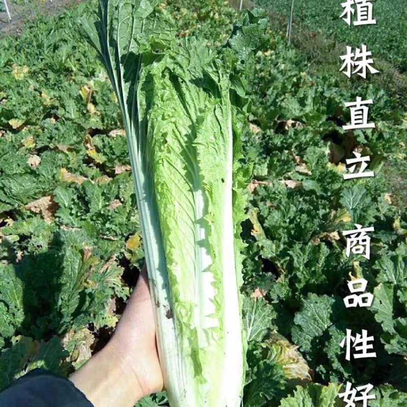 中白76青麻叶大白种子叶片深绿叶面细皱叶球高桩直筒