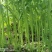 满香光杆茼蒿种子5斤原装茎淡绿叶色浓绿叶小而薄