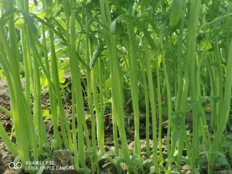 满香光杆茼蒿种子5斤原装茎淡绿叶色浓绿叶小而薄
