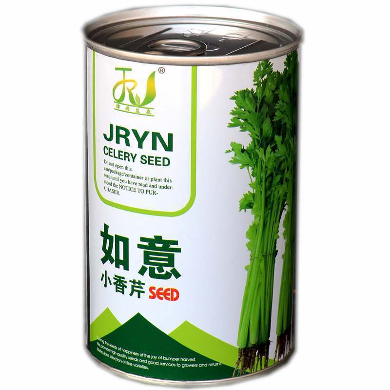 如意小香芹种子实心叶簇紧凑香味浓郁清香脆嫩抗病