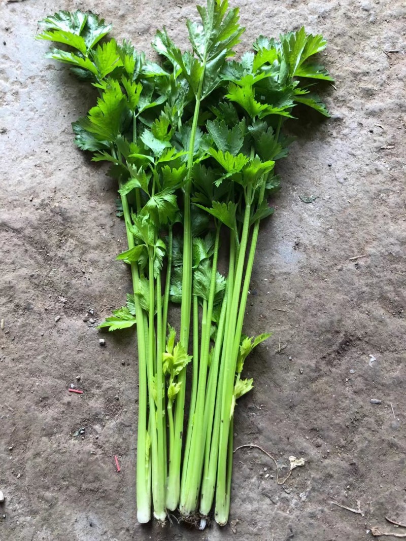 如意小香芹种子实心叶簇紧凑香味浓郁清香脆嫩抗病
