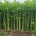 如意小香芹种子实心叶簇紧凑香味浓郁清香脆嫩抗病