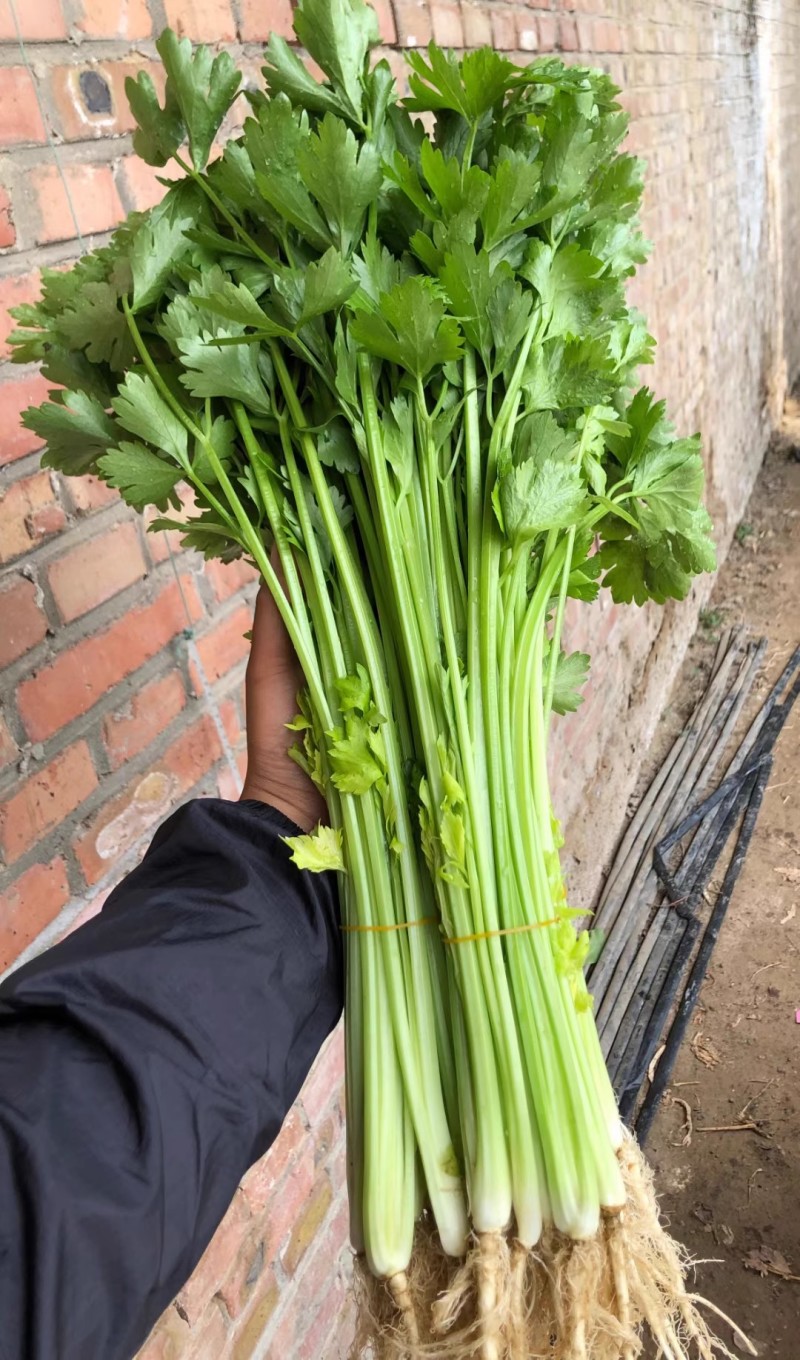 如意小香芹种子实心叶簇紧凑香味浓郁清香脆嫩抗病