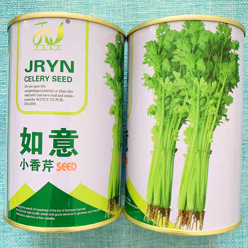 如意小香芹种子实心叶簇紧凑香味浓郁清香脆嫩抗病