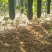 辽宁沈阳冬瓜，抗病绿优产地直发品质优价格实惠