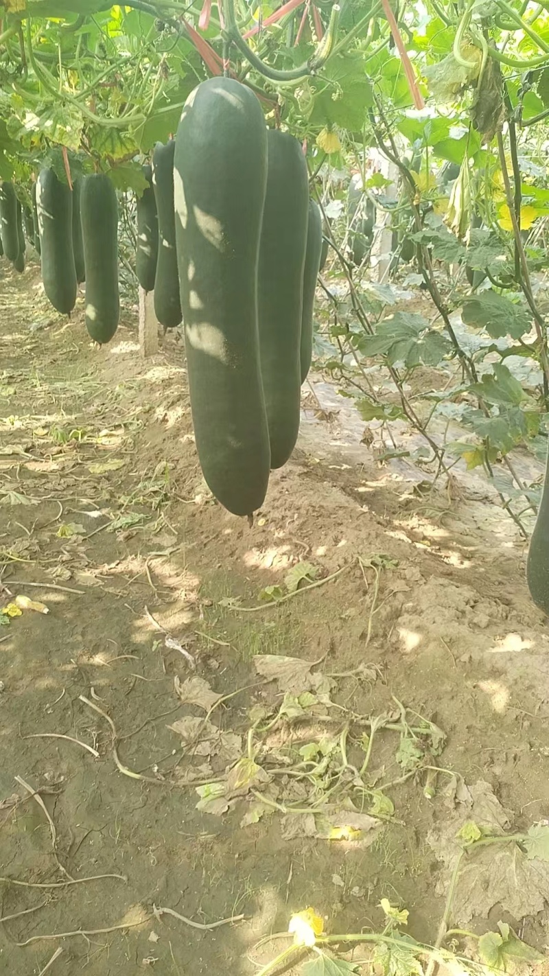 辽宁沈阳冬瓜，抗病绿优产地直发品质优价格实惠