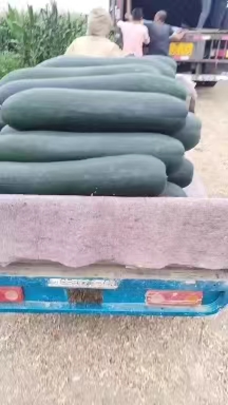 辽宁沈阳冬瓜，抗病绿优产地直发品质优价格实惠