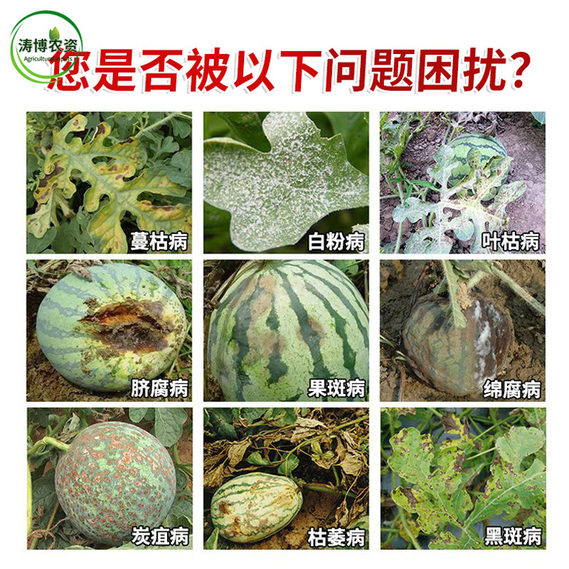 混合氨基酸铜抑制病毒真菌细菌果蔬枯萎病黄萎病溃疡病姜瘟病