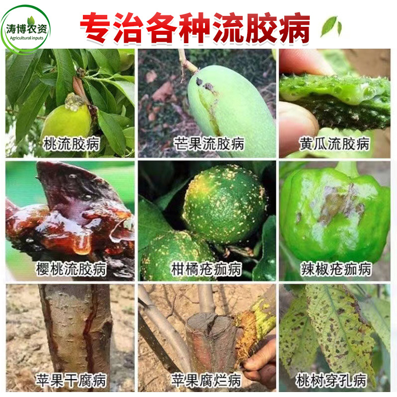 桃树专用药流胶病果树李子流胶一喷净流胶穿孔病溃疡腐烂病专