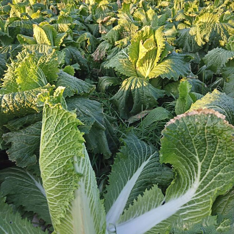德园甜脆包尖白菜种子秋播水果大白菜种子龙芽白菜