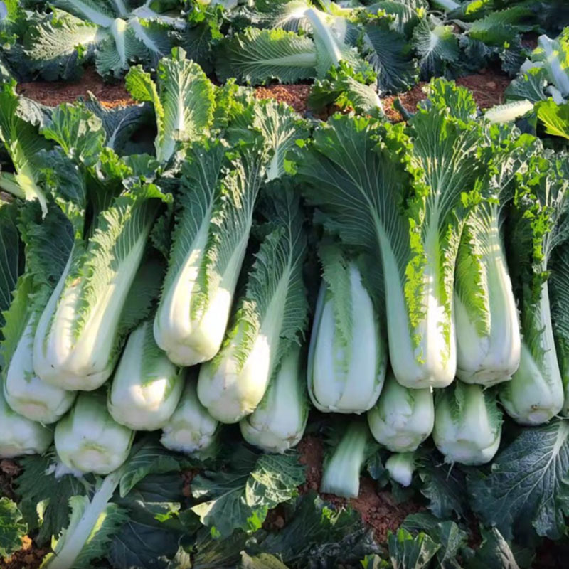 德园甜脆包尖白菜种子秋播水果大白菜种子龙芽白菜