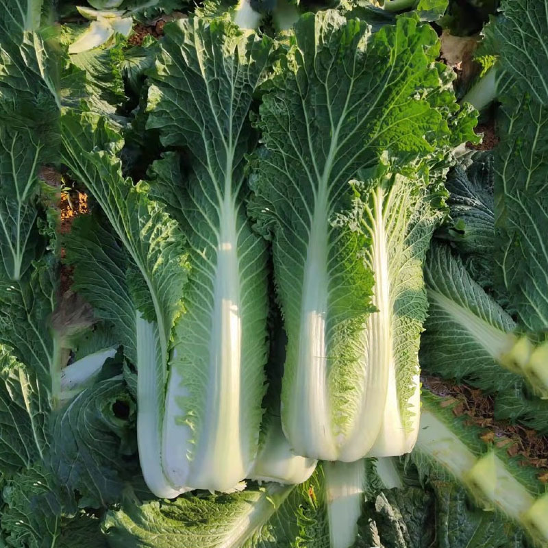 德园甜脆包尖白菜种子秋播水果大白菜种子龙芽白菜