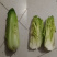 德园甜脆包尖白菜种子秋播水果大白菜种子龙芽白菜