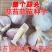 川蒜四季红根蒜苗种子二水早寒蒜品质好出芽齐包种植技术