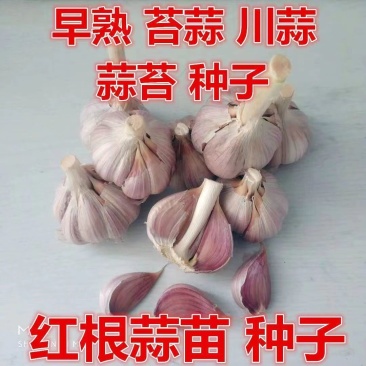 川蒜四季红根蒜苗种子二水早寒蒜品质好出芽齐包种植技术