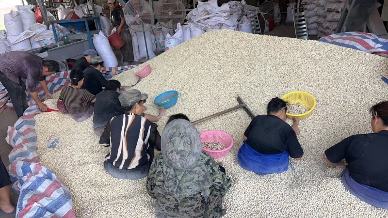 圆粒湘红莲精品莲子各种莲子加工厂欢迎各位老板联系