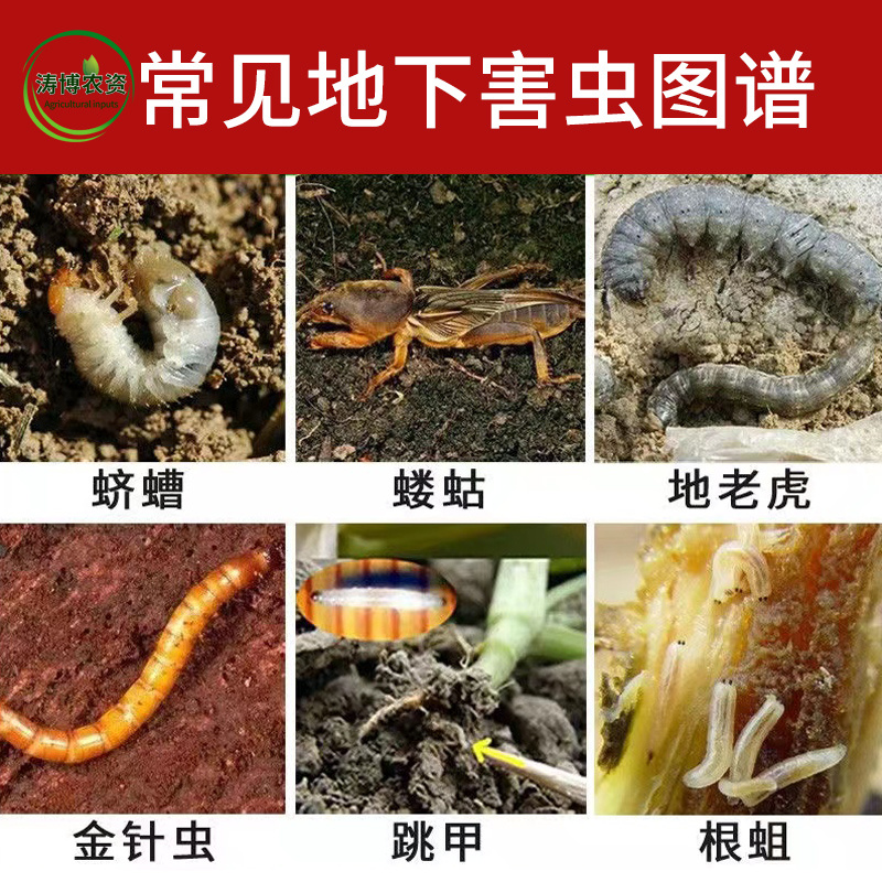 联苯菊酯噻虫胺韭蛆地老虎土蚕黄条跳甲果蔬地下害虫农药杀虫