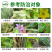 20%联苯噻虫胺蚧壳虫蚜虫跳甲白粉虱蓟马蝽象杀虫剂地蛆杀