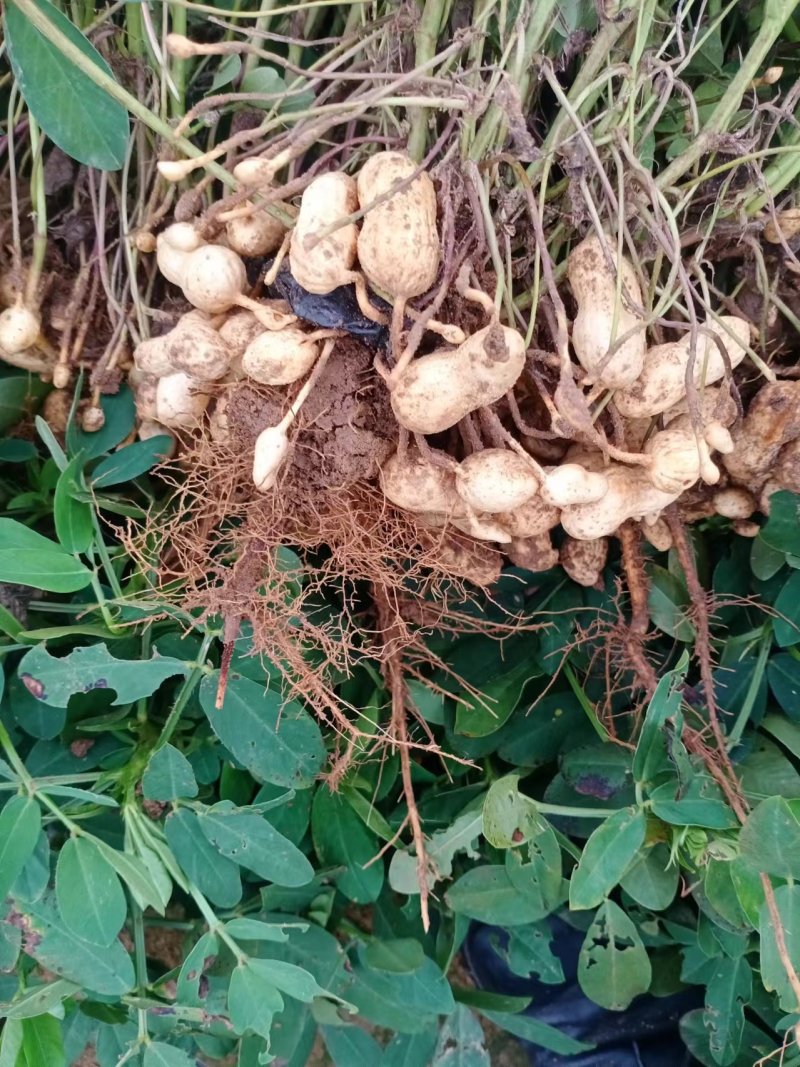 山东鲁花花生品质好颗粒饱满带壳鲜果可供电商团购