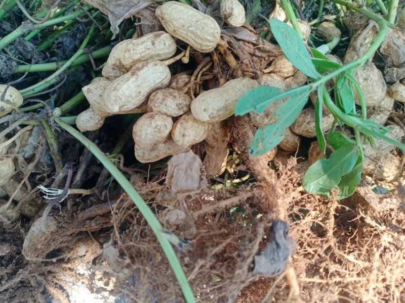 山东鲁花花生品质好颗粒饱满带壳鲜果可供电商团购