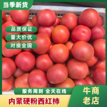 【硬粉西红柿】内蒙西红柿硬粉西红柿大量上市货源充足