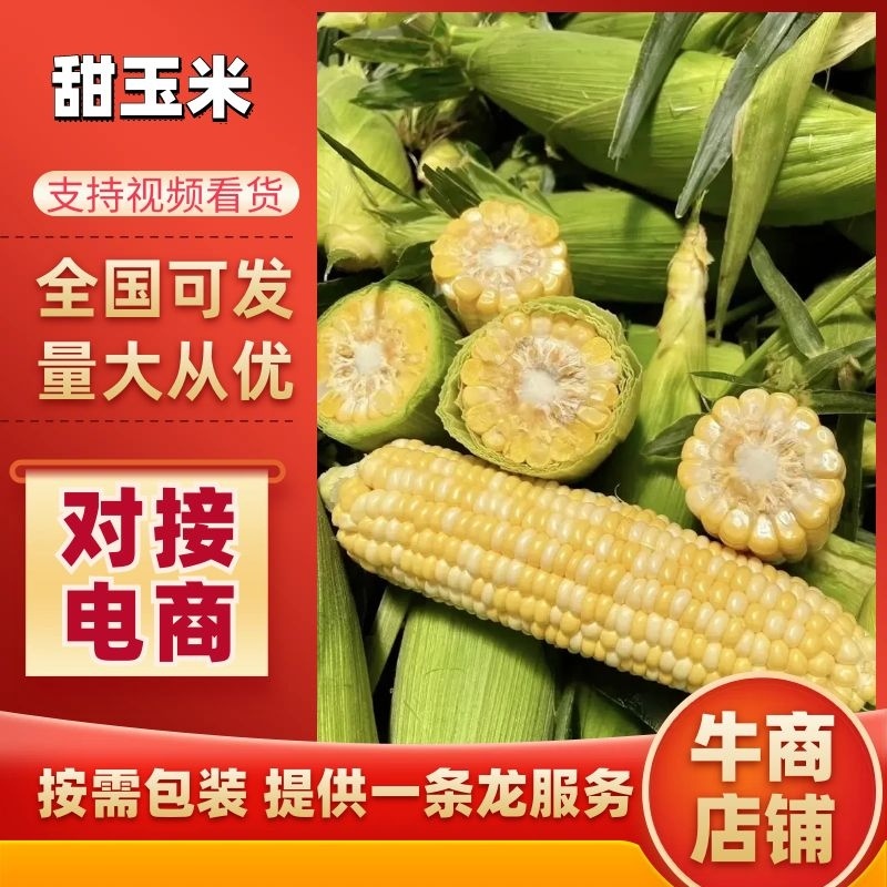 精选甜玉米新鲜上市，产地直发，口感佳，价格实惠，欢迎选购