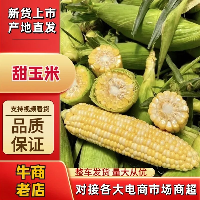 湖北天门张港镇甜玉米，产地直供代收代办、质量保证全国发货