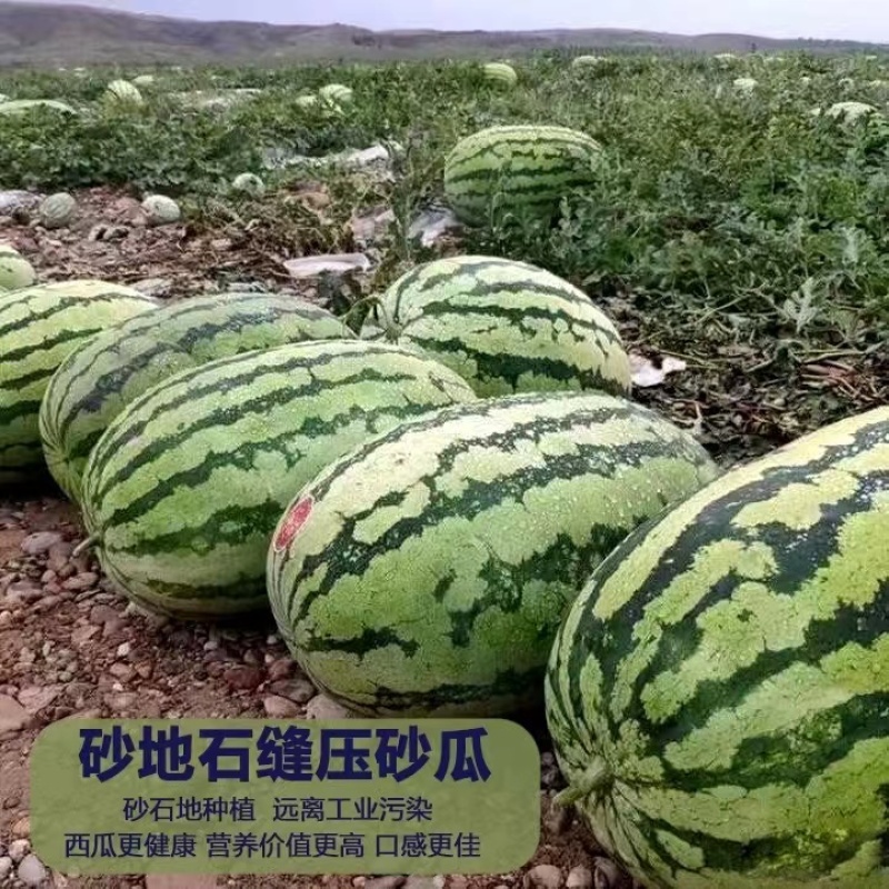 宁夏中卫石头瓜大量上市价格美丽产地直发可视频看货欢迎老板