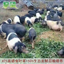 湖南长沙雨花区生态散养猪猪肉货量大全国接单包邮鲜货冻品都